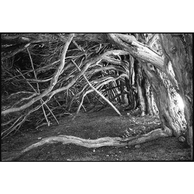 Not Yet Made - Made To Order Paul Cooklin, Tree Roots, Blickling Estate, Edition of 50 For Sale - Image 5 of 5