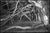 Not Yet Made - Made To Order Paul Cooklin, Tree Roots, Blickling Estate, Edition of 50 For Sale - Image 5 of 5