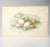 Antique Bird Egg Prints From Sir William Jardine's Naturalist Library - Provincetown Estate Find For Sale - Image 6 of 9