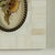 Pair of Petite Bone Framed Seashell Prints For Sale - Image 14 of 16