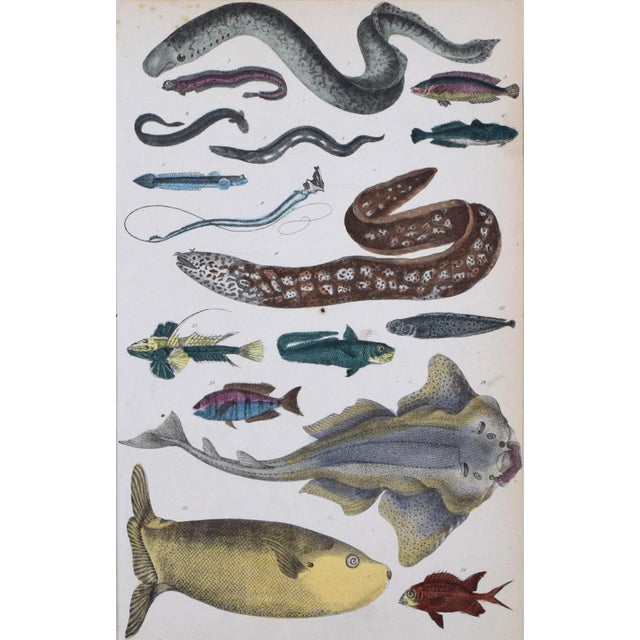 Traditional 19th Century Antique Hand Colored Fish & Eel Engraving by Goldsmith For Sale - Image 3 of 5