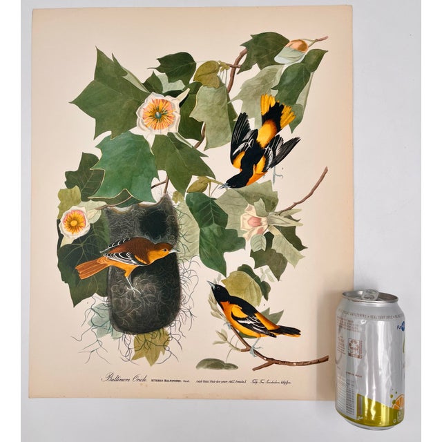 Audubon Bird Print – “Baltimore Oriole”, 1964 Abrams Folio – Vintage Ornithology Art 1964 print from "The Audubon Folio:...