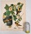 Audubon Bird Print – “Baltimore Oriole”, 1964 Abrams Folio – Vintage Ornithology Art 1964 print from "The Audubon Folio:...