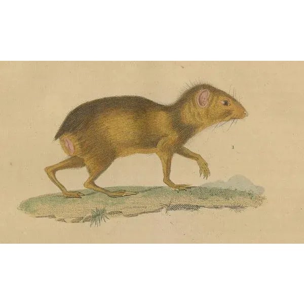 Drapiez, The Agile Agouti and the Spotted Paca, 1845, Print For Sale - Image 4 of 6