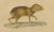Drapiez, The Agile Agouti and the Spotted Paca, 1845, Print For Sale - Image 4 of 6