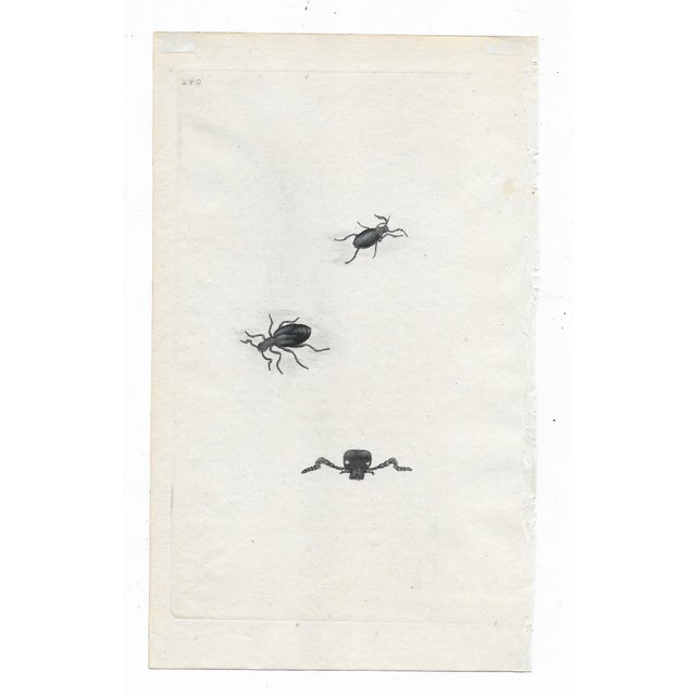 Traditional Antique Beetle Engravings - A Set of Three For Sale - Image 3 of 4