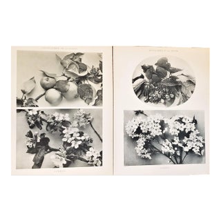 1904 Set of 2-Antique French Photographic Botanicals- Apples, Cherries, With Documentation For Sale