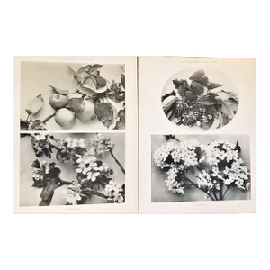 1904 Set of 2-Antique French Photographic Botanicals- Apples, Cherries, With Documentation