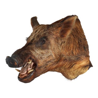 Antique Taxidermy Boar’s Head Mount C1920 For Sale