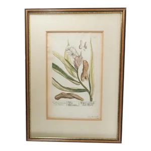 18th Century Hand Colored Botanical Engraving by Elizabeth Blackwell