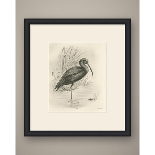 This antique bird print shows a glossy ibis standing in shallow water beside reeds, the long decurved bill held down, the...