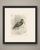 This antique bird print shows a glossy ibis standing in shallow water beside reeds, the long decurved bill held down, the...