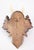 Black Forest Roe Deer Antlers Hunting Trophy 1928 Mount For Sale In Houston - Image 6 of 7