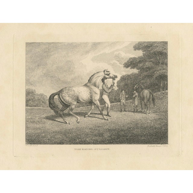 Samuel Howitt, The Racing Stallion, 1800, Engraving For Sale