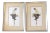 Gallery Wall Collection-2 Vintage Butterfly Wing Parrot Collages in Custom Frames-A Pair For Sale