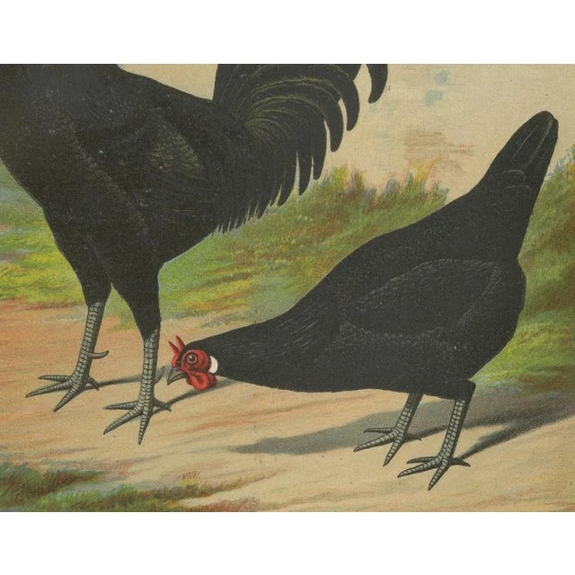 Christian Förster, The Distinctive La Flèche Chicken, 1888, Lithograph, Print For Sale - Image 3 of 10