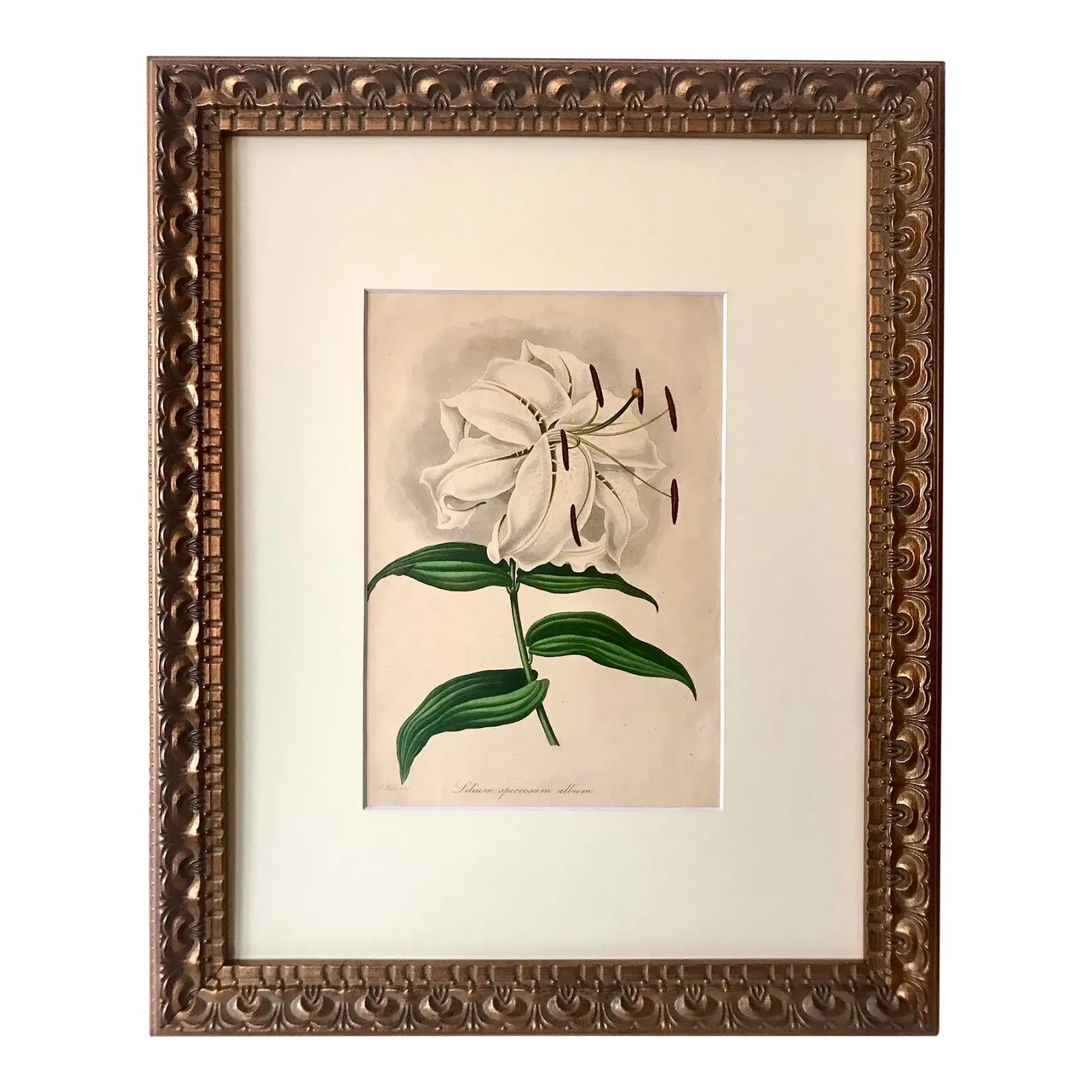 BOTANICAL ART 【import品】 Original Antique Floral Botanical Print of a Japanese Lilly