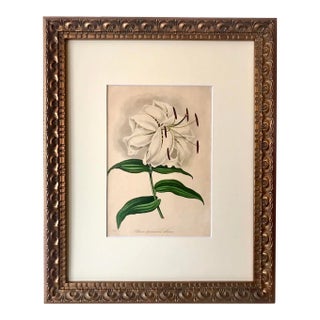 Original Antique Floral Botanical Print of a Japanese Lilly by L. Watts Circa 1890 For Sale