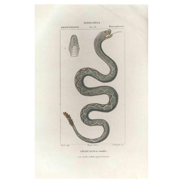 Pierre Jean François Turpin, Crotalo, Pit viper, Etching, 1831 For Sale