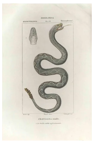 Pierre Jean François Turpin, Crotalo, Pit viper, Etching, 1831