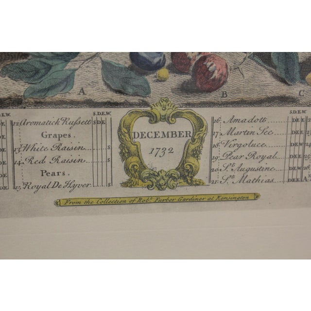 Colonial Williamsburg Dietz Press Botanical Print December Chairish