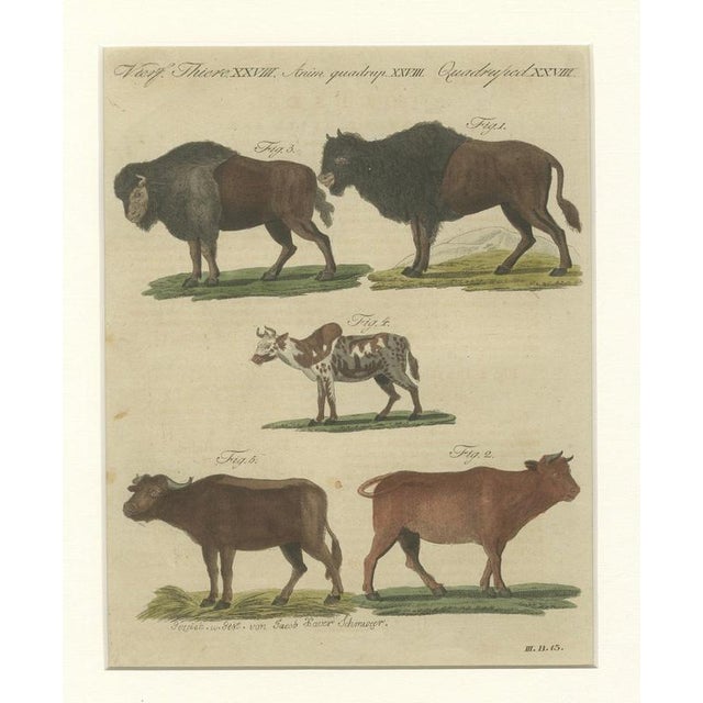 Antique Indian Cattle, Buffalo & Musk Ox Engraving from Bertuch, 1796 For Sale - Image 3 of 10