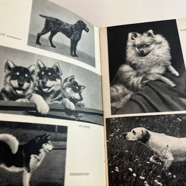 1950s the Dog in Nature, History and Art Book For Sale - Image 4 of 12