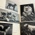 1950s the Dog in Nature, History and Art Book For Sale - Image 4 of 12