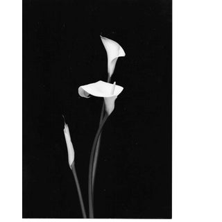 Calla Lily Still Life Photograph by Garo 1980s For Sale