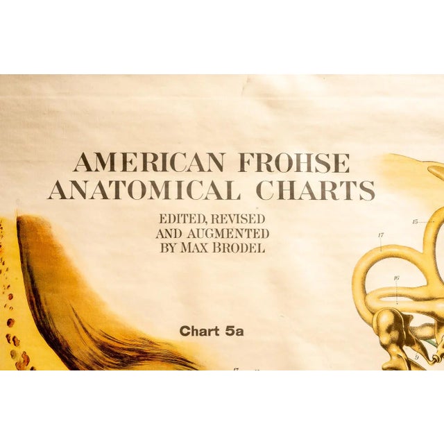 Circa 1918 American Frohse Anatomical Chart For Sale - Image 4 of 7