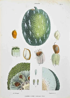 Vincenzo Tenore, The Artocapeae, Lithograph, 1870s