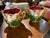 Art Nouveau Majolica Plant Pots, 1890s, Set of 2 For Sale - Image 6 of 6