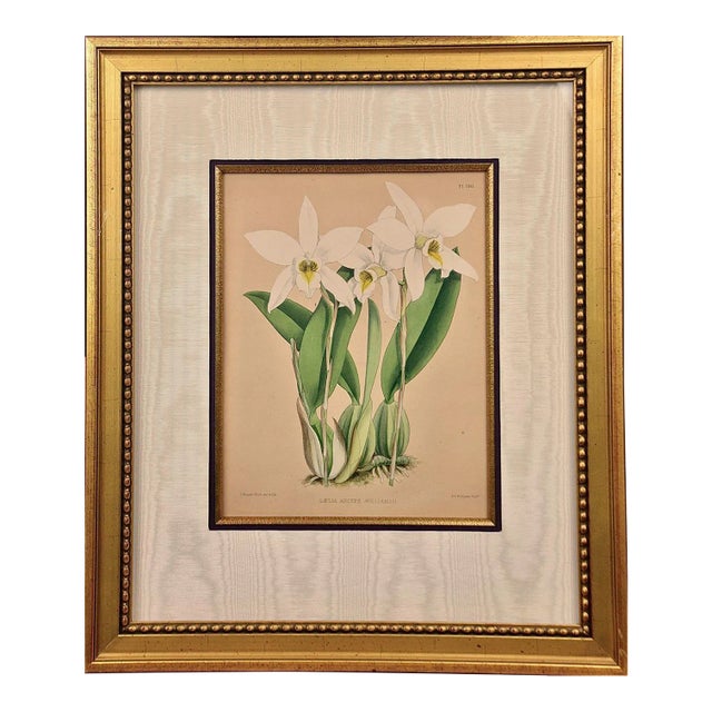 Orchids: Framed 19th C. Hand-Colored Engraving of "Laelia Anceps" by J. Fitch, 1882 For Sale