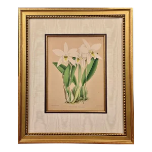 Orchids: Framed 19th C. Hand-Colored Engraving of "Laelia Anceps" by J. Fitch, 1882