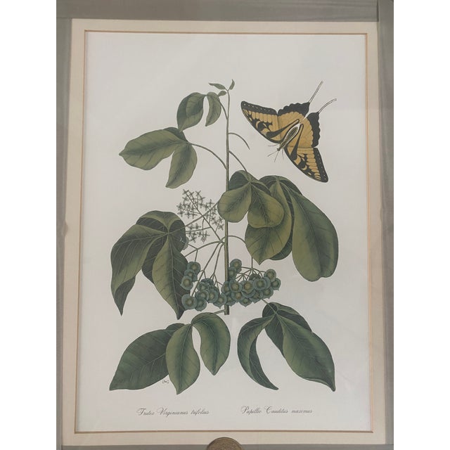 1980s Mark Catesby Hand-Colored Engraving Prints Set of 4 For Sale In Fayetteville, AR - Image 6 of 13