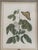 1980s Mark Catesby Hand-Colored Engraving Prints Set of 4 For Sale In Fayetteville, AR - Image 6 of 13