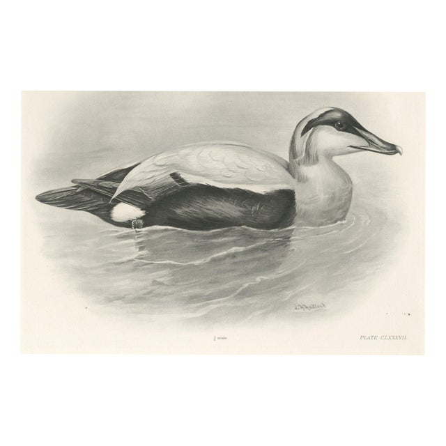 After Lilian Medland, Eider, 1909, Print For Sale
