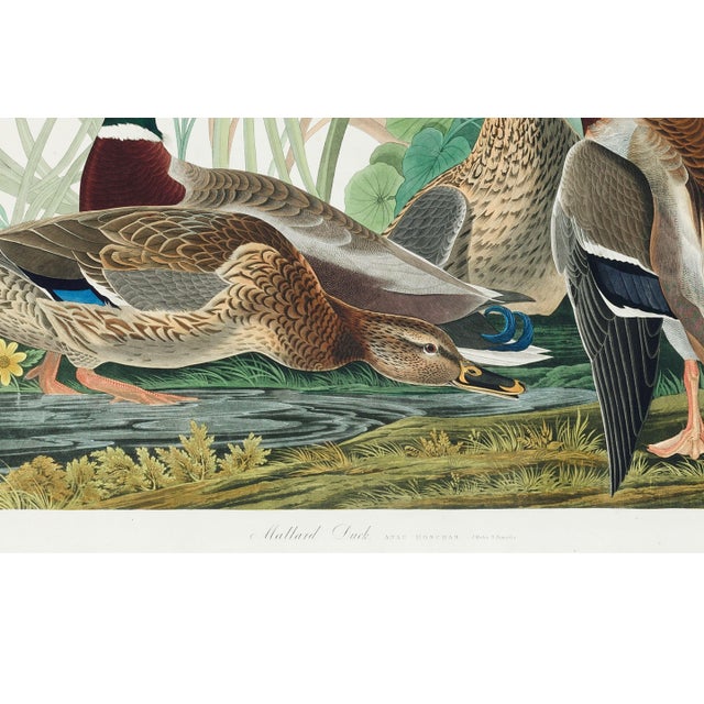 Black Mallard Duck, Vintage Art Print Reproduction From Birds of America by John James Audubon, 30" X 20" For Sale - Image 8 of 11