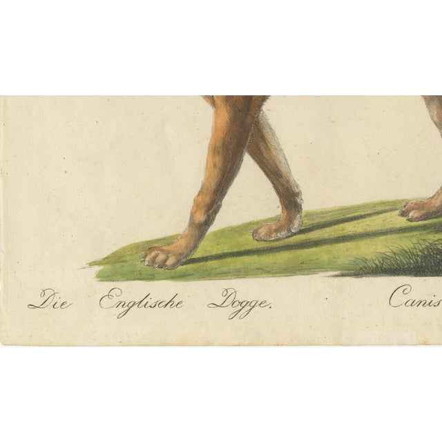 Early 19th Century Karl Joseph Brodtmann, Mastiff Dog, 1816, Lithograph For Sale - Image 5 of 9