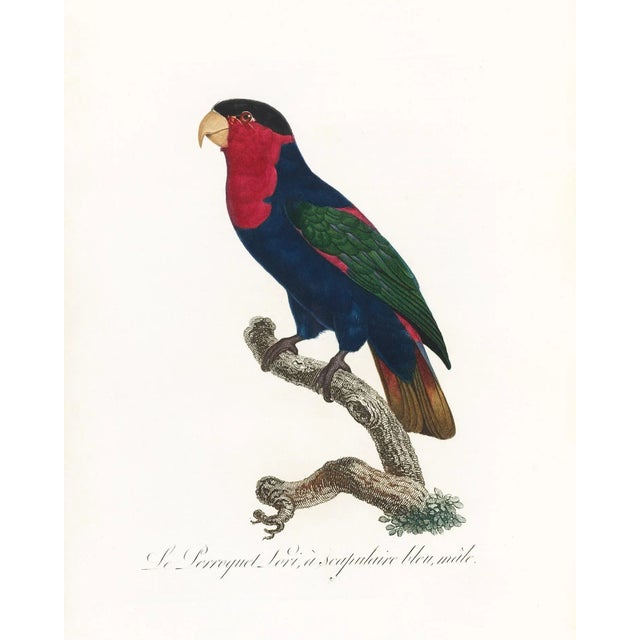 Paper Reproduction Antique 1805 French Parrot Prints - Set of 12 For Sale - Image 7 of 13