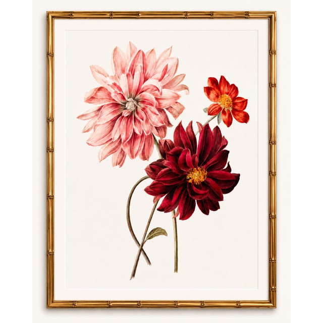 Dahlias by Willem Hekking, Vintage Botanical Art Print, 40" X 60" For Sale In Buffalo - Image 6 of 10