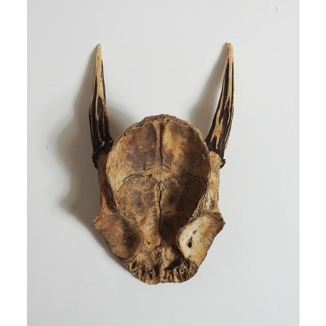 Rustic European Roe Deer Antlers For Sale - Image 3 of 3