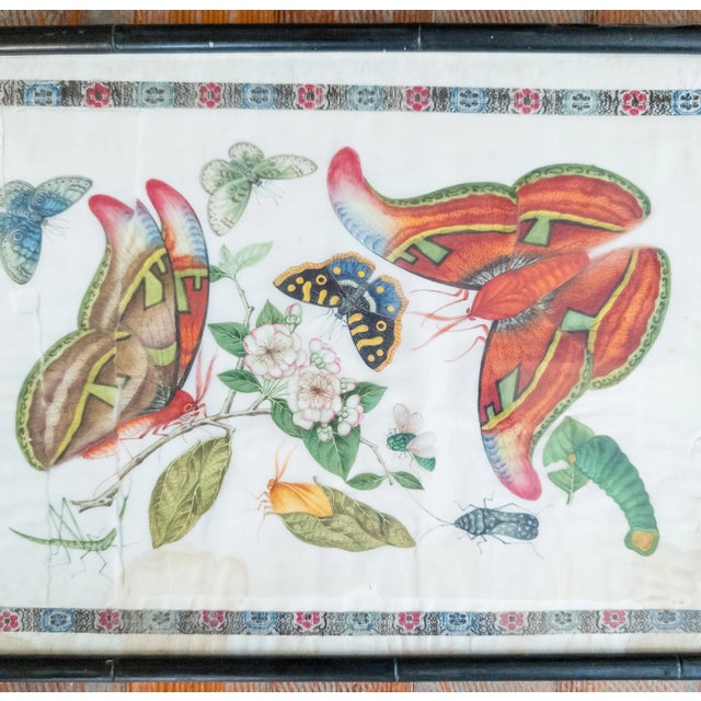 Chinese 19th Century Chinese Export Pith Paper Painting With Insects and Moths For Sale - Image 3 of 12