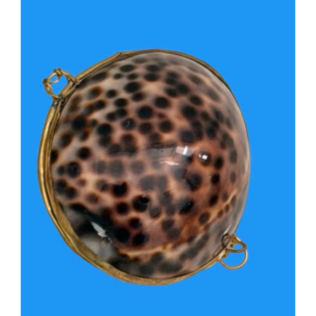 A natural polished tiger cowry seashell featuring characteristic brown and black spots over a cream background. A gold...