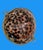 A natural polished tiger cowry seashell featuring characteristic brown and black spots over a cream background. A gold...