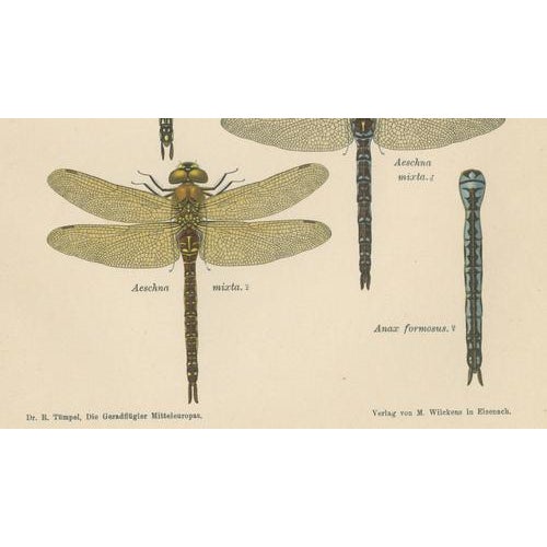 Green Dragonflies of Central Europe, 1908, Lithograph, Set of 3 For Sale - Image 8 of 14