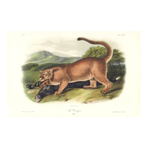 1851 Audubon Quadruped Octavo Lithograph "Plate 96 the Cougar (Male)"