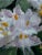 Illustration Portrait Painting White Poodle Dog With Rhododendron Flowers by Charles Frederick Tunnicliffe For Sale - Image 3 of 12