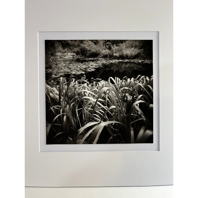 Contemporary digital print of original photograph by J. Peter Kieval of lily pads amongst reeds in a pond. Atmospheric and...