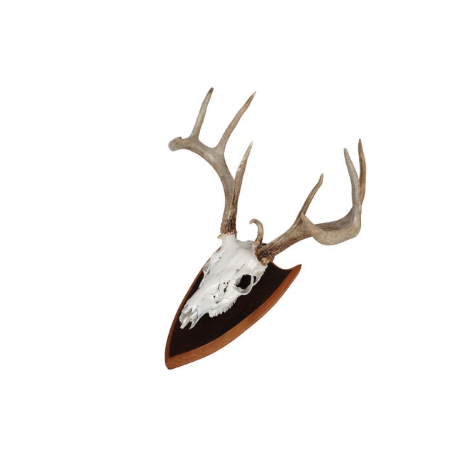 Mounted Atypical 9 Point Deer Skull - Abnormal Antlers For Sale - Image 4 of 11